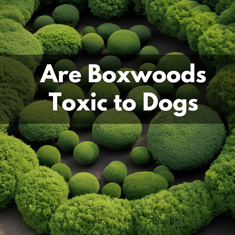 are boxwoods toxic to dogs