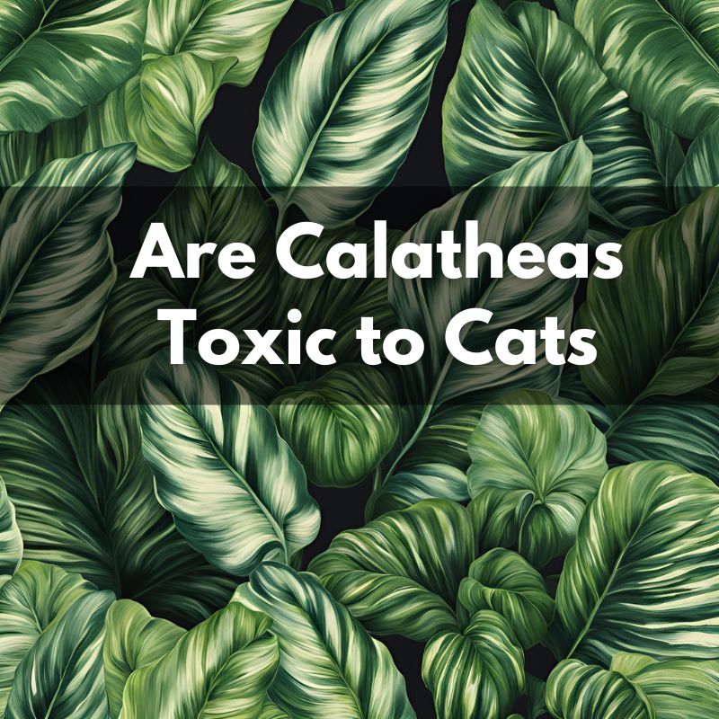 are calatheas toxic to cats