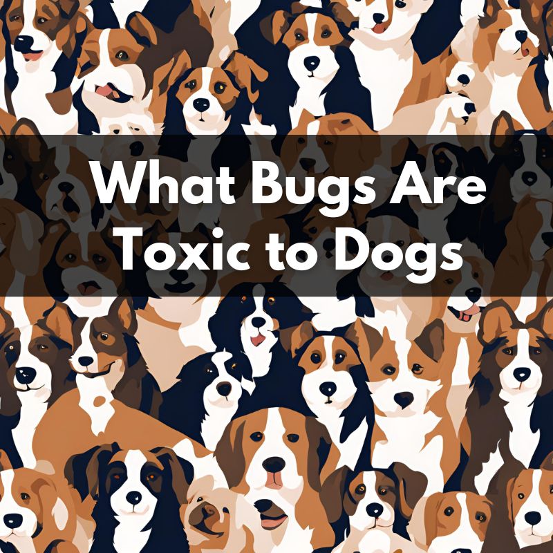 What Bugs Are Toxic to Dogs