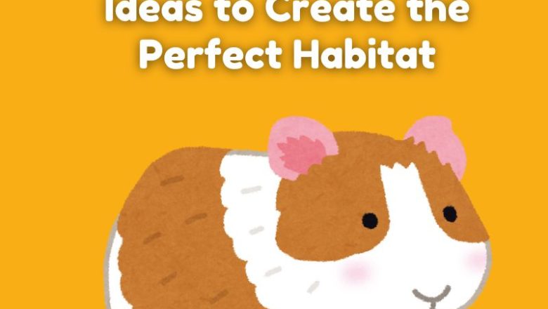 11 DIY Guinea Pig Cage Ideas to Create the Perfect Habitat