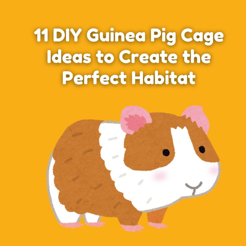 11 DIY Guinea Pig Cage Ideas to Create the Perfect Habitat