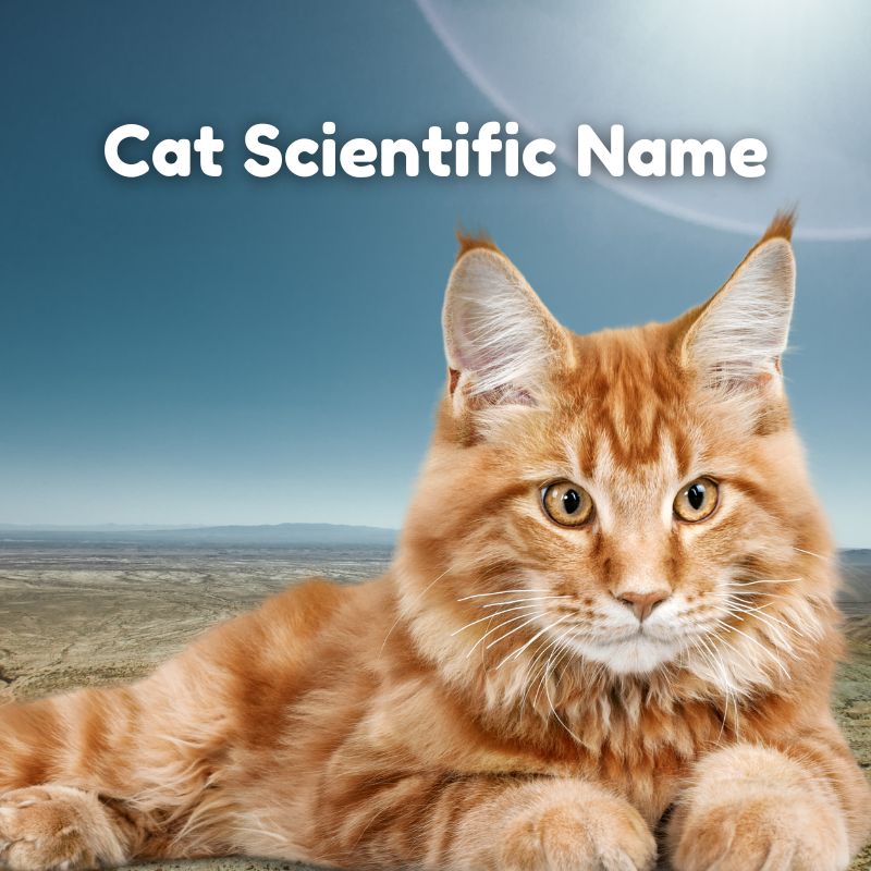 Cat Scientific Name