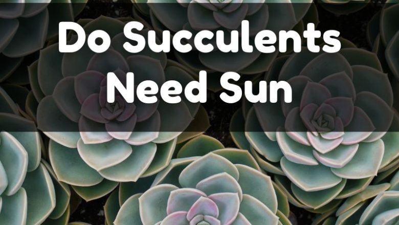 Do Succulents Need Sun