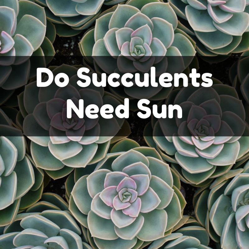 Do Succulents Need Sun