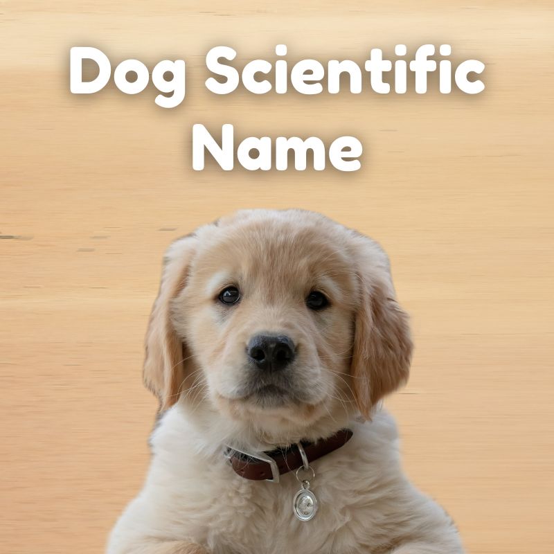 Dog Scientific Name