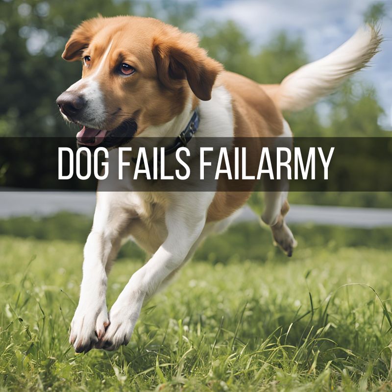 Dog Fails Failarmy