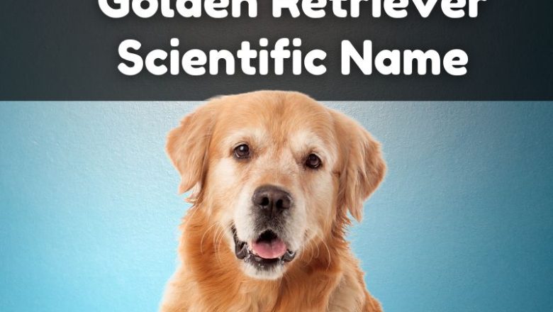 Golden Retriever Scientific Name