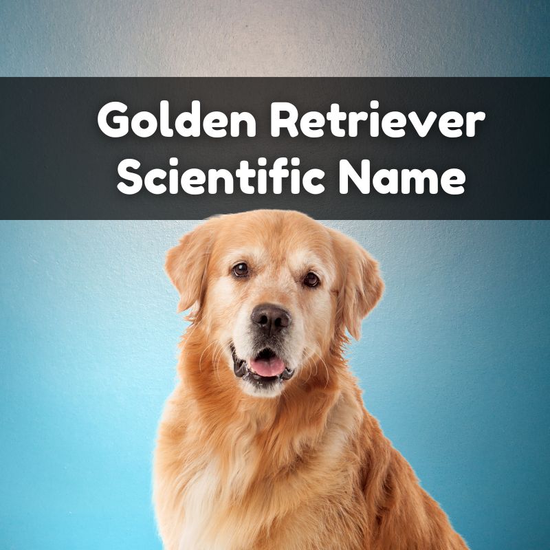 Golden Retriever Scientific Name