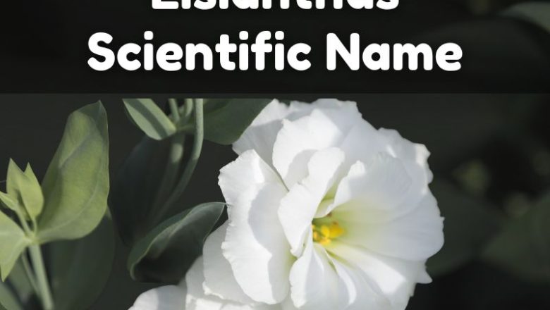 Lisianthus Scientific Name