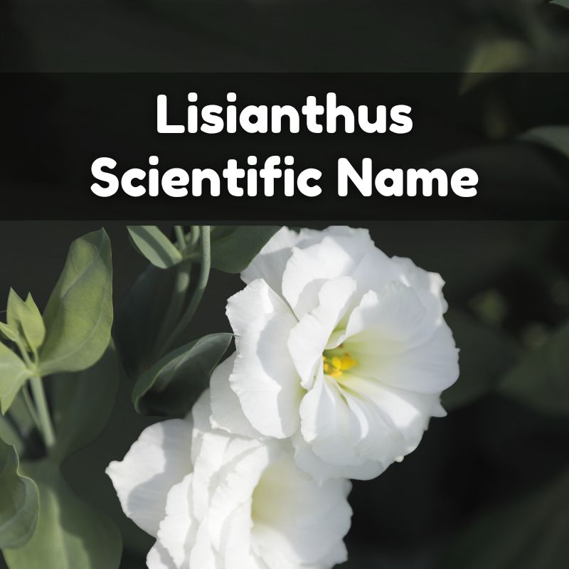 Lisianthus Scientific Name