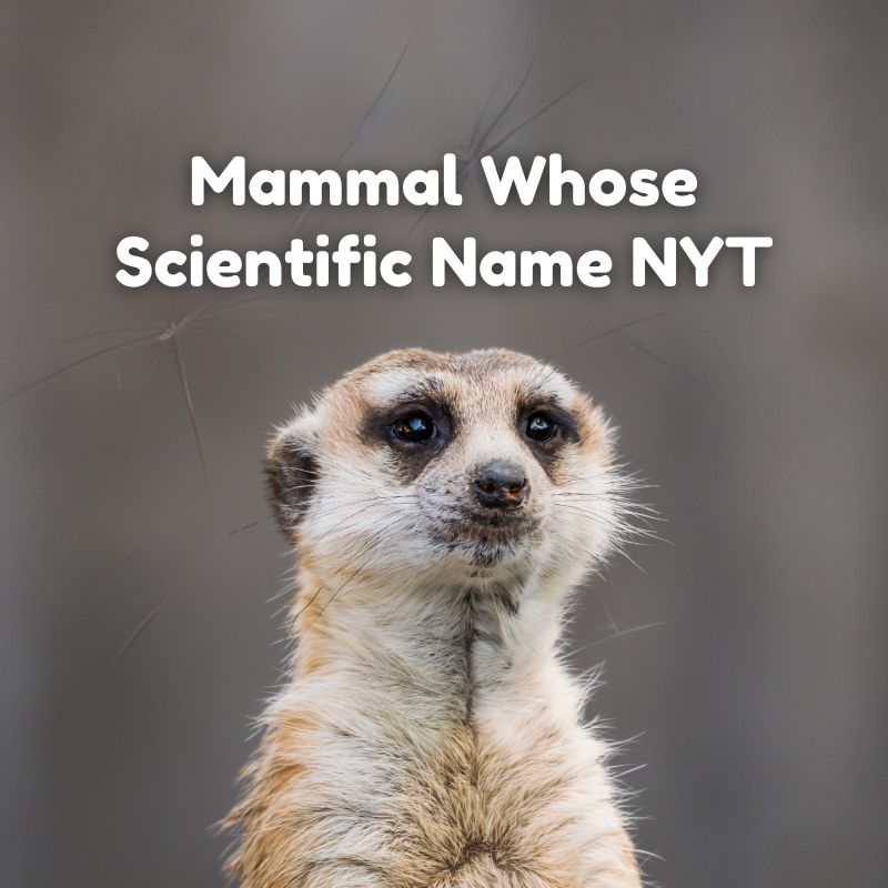 Mammal Whose Scientific Name NYT