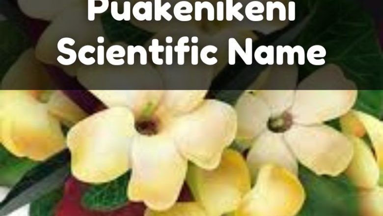 Puakenikeni Scientific Name