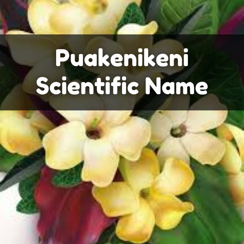 Puakenikeni Scientific Name