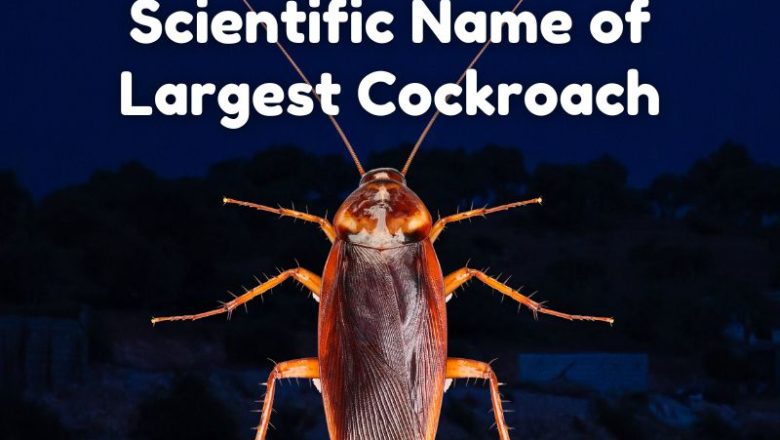 Scientific Name of Largest Cockroach