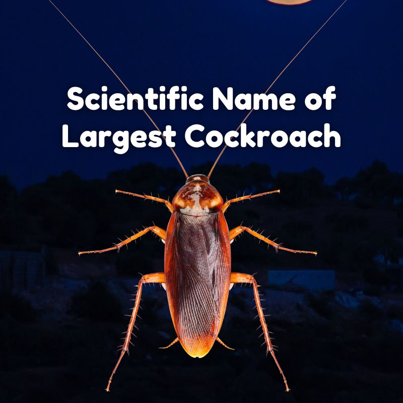 Scientific Name of Largest Cockroach