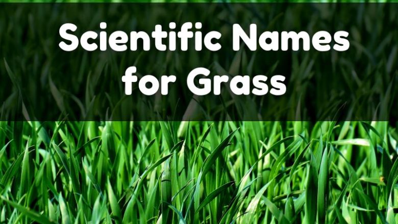 Scientific Names for Grass