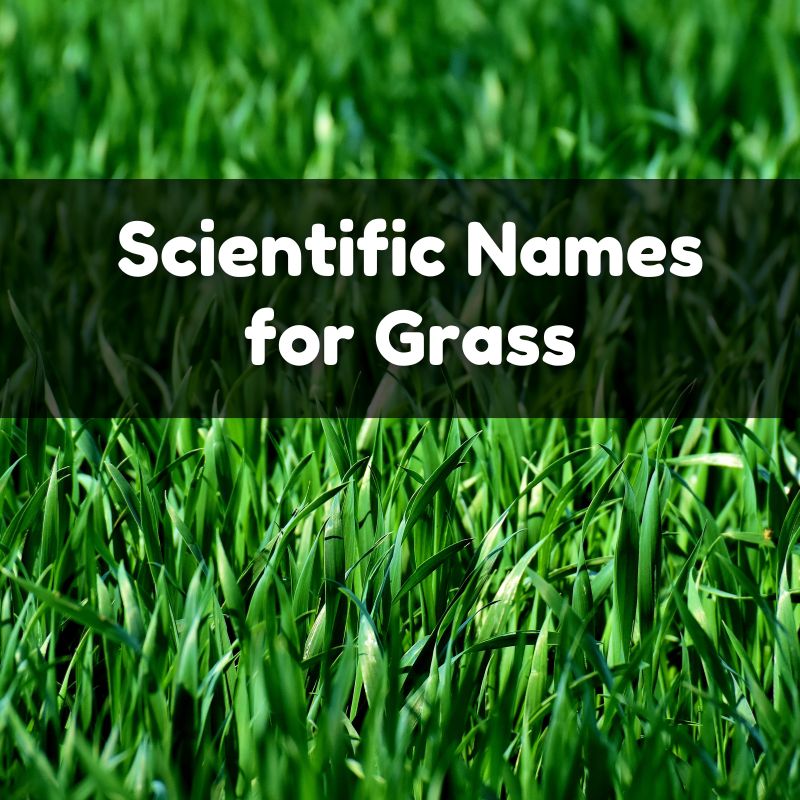 Scientific Names for Grass