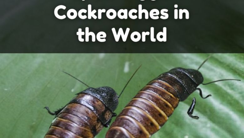 Top 10 Biggest Cockroaches in the World