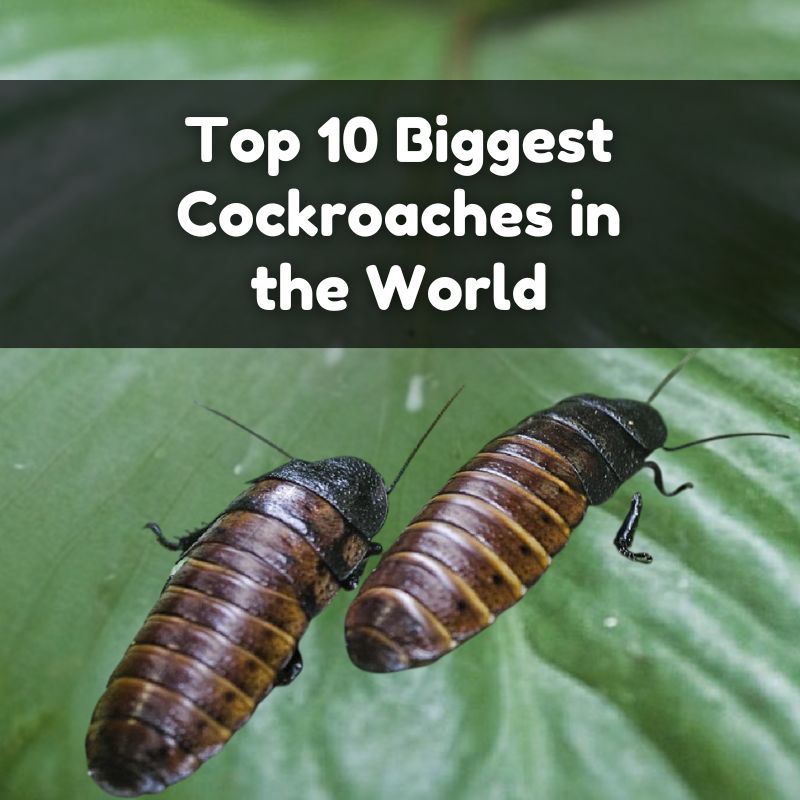 Top 10 Biggest Cockroaches in the World