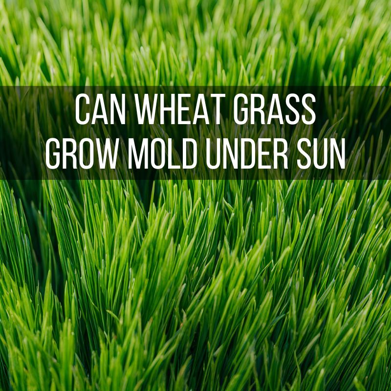 Can Wheat Grass Grow Mold Under Sun