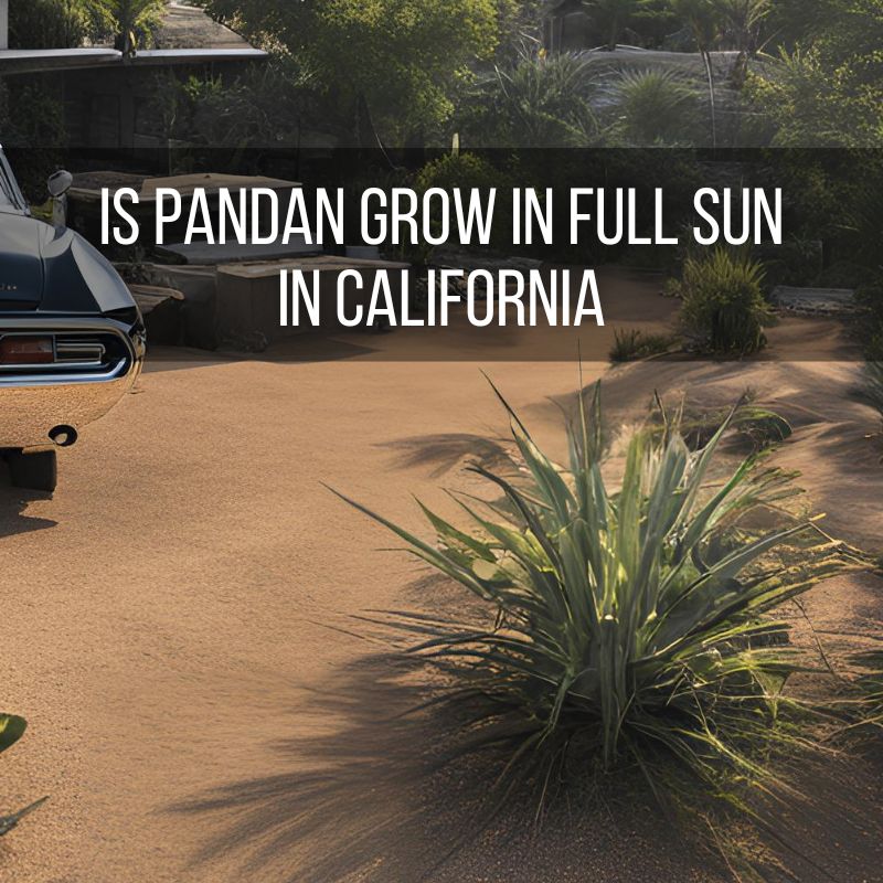 Is Pandan Grow in Full Sun in California